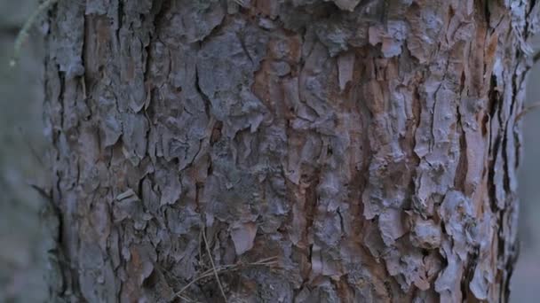 Un tronco de árbol ancho — Vídeos de Stock