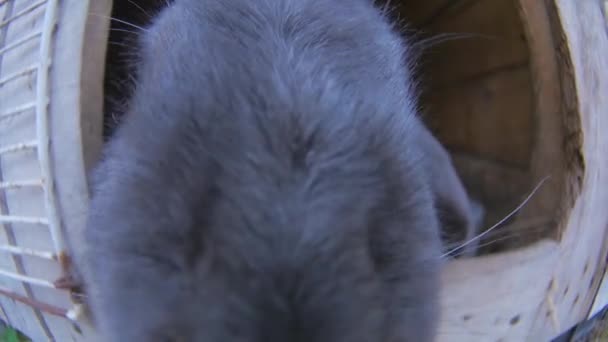 Le lapin renifle la caméra — Video