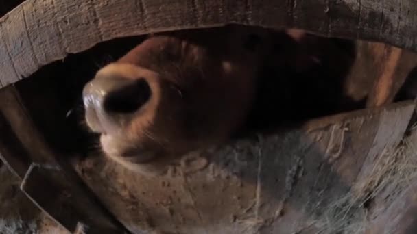 Jungbulle schnüffelt in die Kamera — Stockvideo