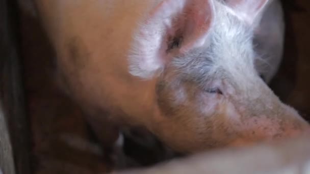 Le cochon grogne dans la porcherie — Video