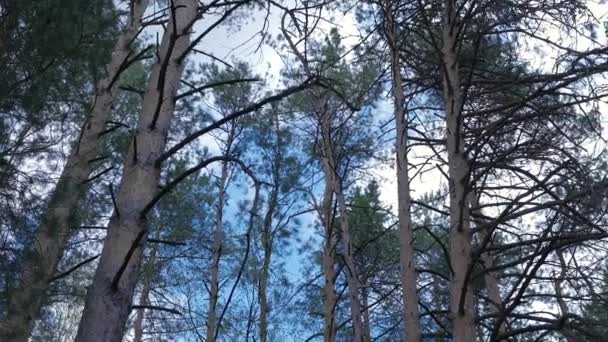 Mañana en un bosque de pinos — Vídeos de Stock