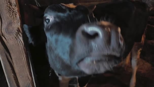 La vaca está en el paddock. — Vídeo de stock