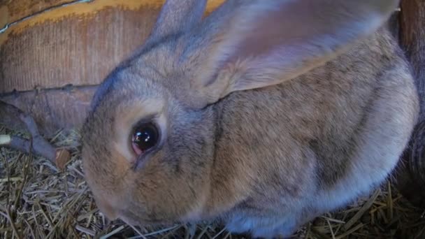 Kameraya bakarak tavşan — Stok video