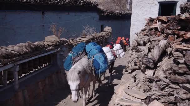 Donkeys in the Tibetan village — Stock Video