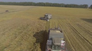 Tahıl hasat hasat toplar