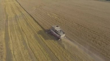 Tahıl hasat hasat toplar