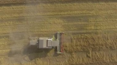 Tahıl hasat hasat toplar