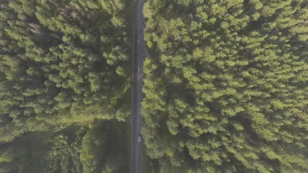 Auto rijden op de weg van een bos in de zomer — Stockvideo