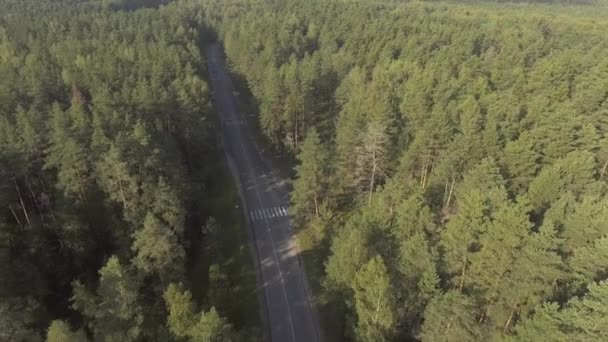 在夏天在森林的路上行驶的汽车 — 图库视频影像