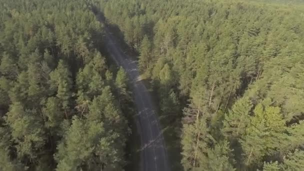 Droga leśna latem — Wideo stockowe