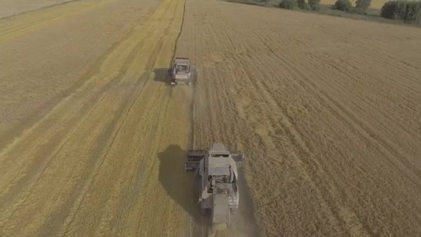 Harvester gathers the grain harvest — Stock Video