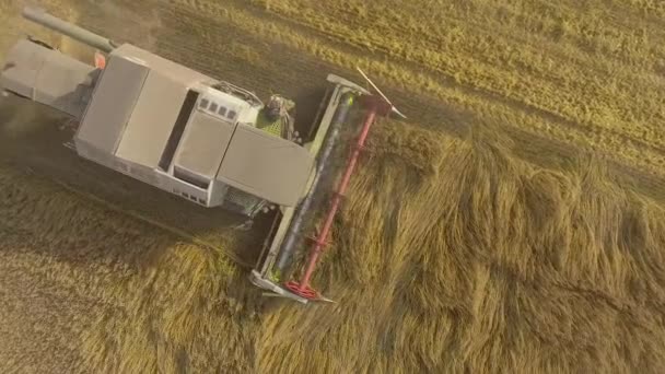 Harvester gathers the grain harvest — Stock Video