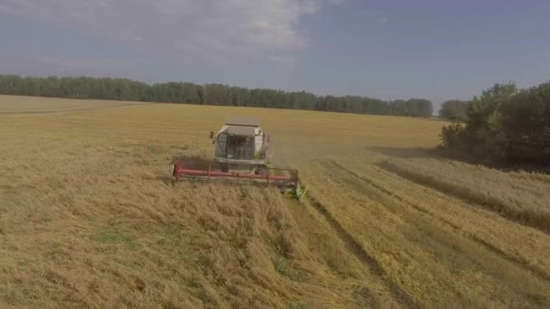 Cosechadora recoge la cosecha de grano — Vídeos de Stock