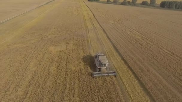 Kombajn shromažďuje sklizeň obilí — Stock video