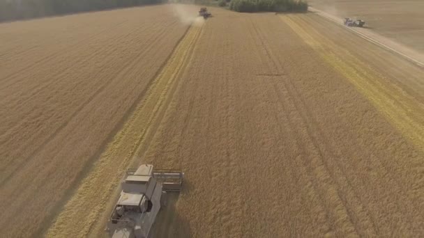 Kombajn shromažďuje sklizeň obilí — Stock video