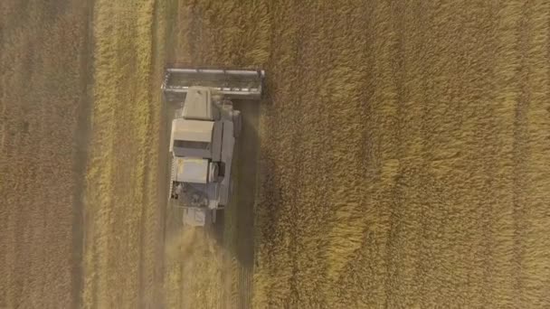 Colheitadeira recolhe a colheita de grãos — Vídeo de Stock