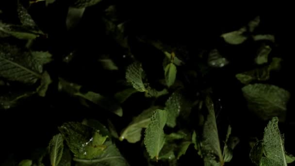 Mint Leaves Fly Air Slow Motion Macro Mode Close Black — Stock Video