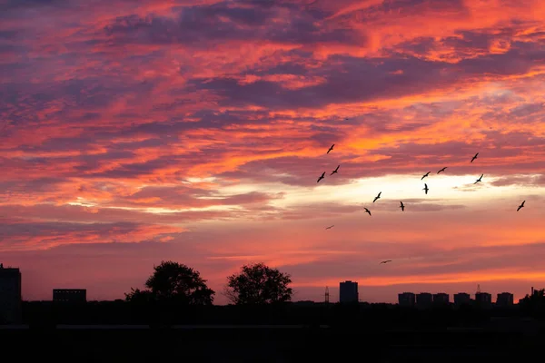 Czerwony Różowy Zachód Słońca Nad Miasto Stado Ptaków Lata Nad — Zdjęcie stockowe