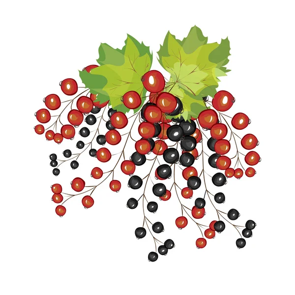 Hand dras bär svart röda vinbär på nära håll. — Stock vektor