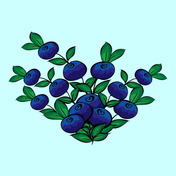 Mavi berry Bush yaban mersini