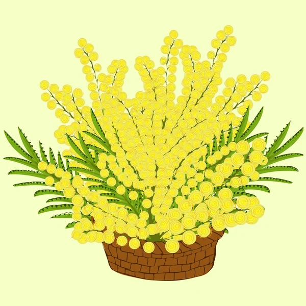 Mimosa flowers in the basket — Stock Vector