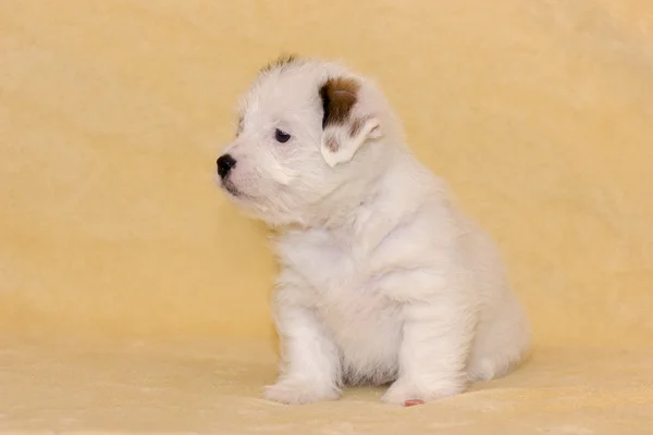 Cucciolo di jack russell terrier — Foto Stock