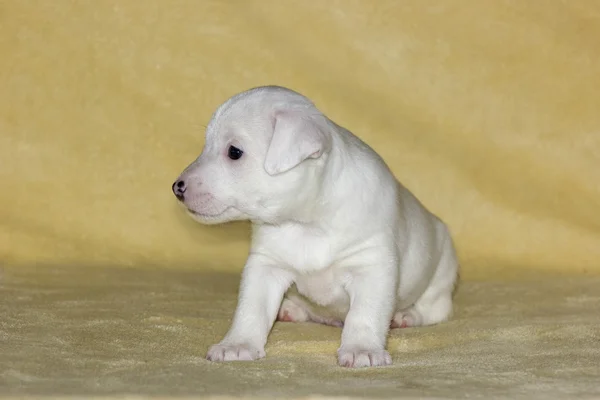 Cucciolo di jack russell terrier — Foto Stock