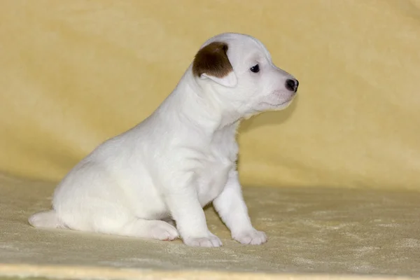 Valp av jack russell terrier — Stockfoto