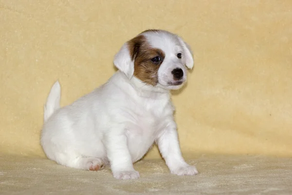 Cachorro de jack russell terrier — Foto de Stock