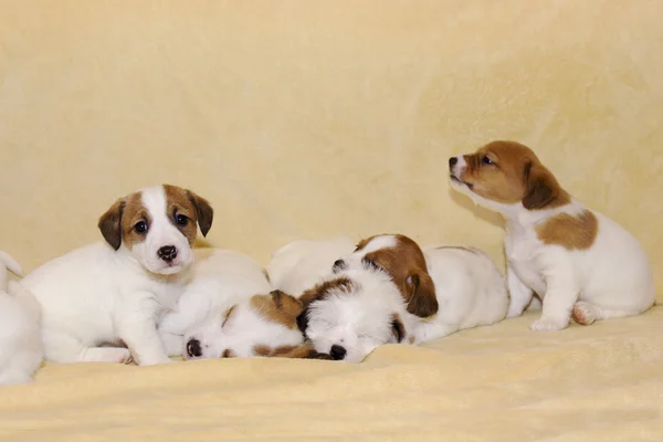 Puppies of jack russell terrier — Stock Photo, Image