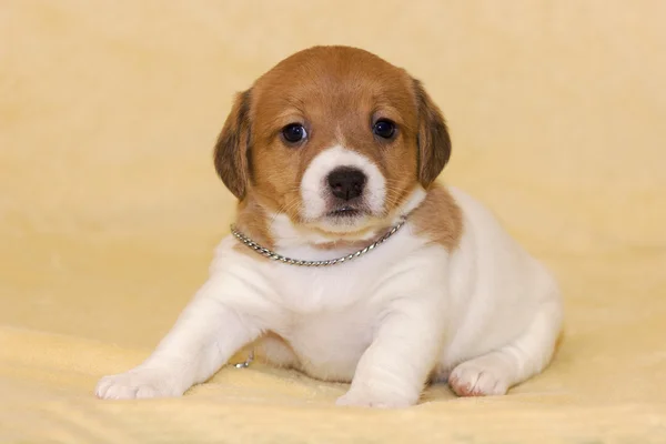 Cucciolo di jack russell terrier — Foto Stock