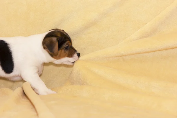 Cucciolo di jack russell terrier — Foto Stock