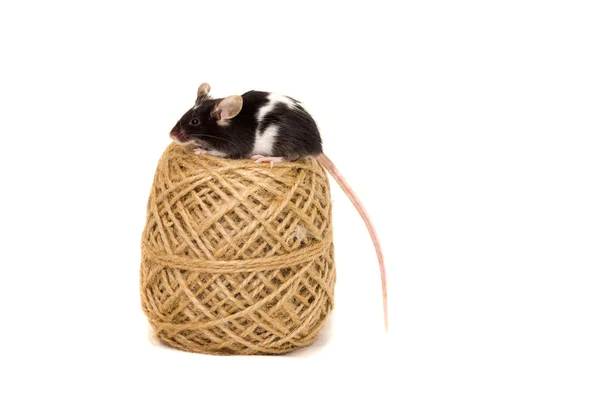 Ładny myszy ozdobny — Zdjęcie stockowe