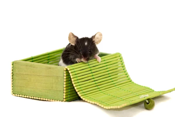 Ładny myszy ozdobny — Zdjęcie stockowe