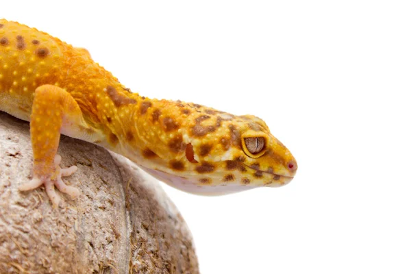 Gecko leopardo mascota —  Fotos de Stock