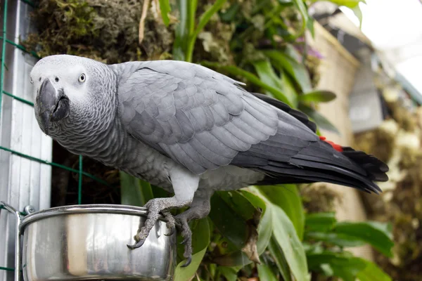 African grey parrot (psittacus erithacus erithacus) — Stock Photo, Image