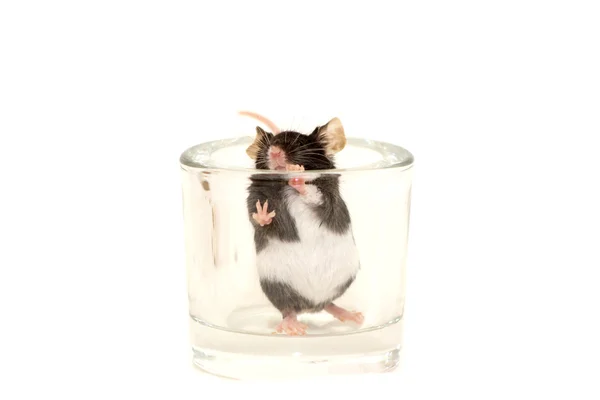Cute decorative mouse Royalty Free Stock Images
