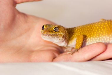 Leopar gecko evde beslenen hayvan
