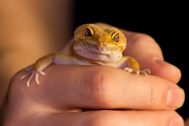 Leopar gecko evde beslenen hayvan