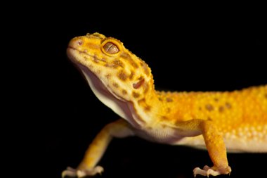 Leopar gecko evde beslenen hayvan