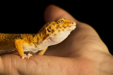 Leopar gecko evde beslenen hayvan