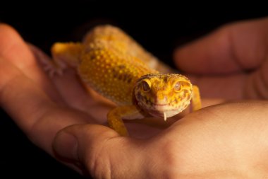 Leopar gecko evde beslenen hayvan