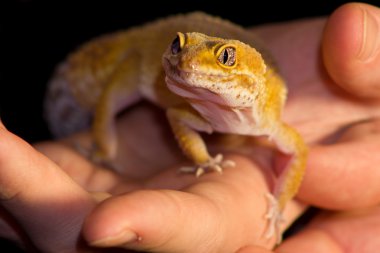 Leopar gecko evde beslenen hayvan