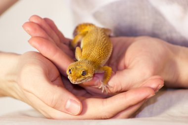 Leopar gecko evde beslenen hayvan