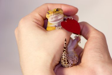 Leopar gecko evde beslenen hayvan