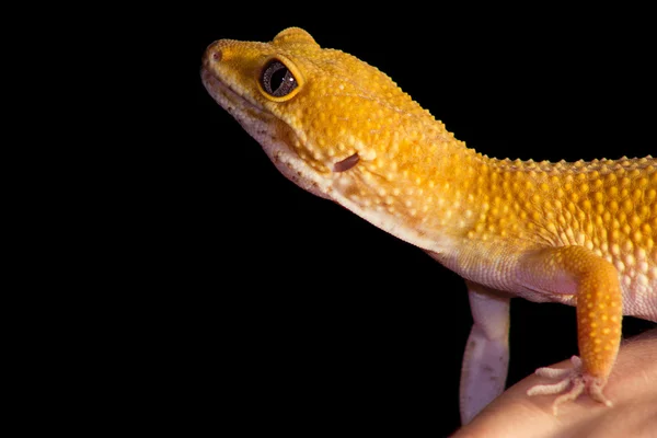 Lampart gecko pieścić — Zdjęcie stockowe