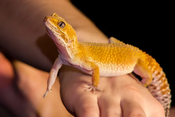 Lampart gecko pieścić — Zdjęcie stockowe