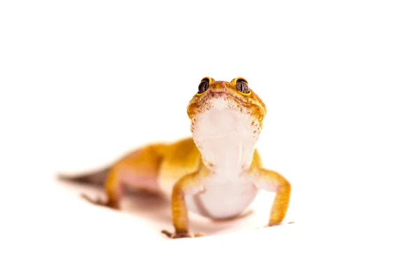 Gecko leopardo mascota —  Fotos de Stock