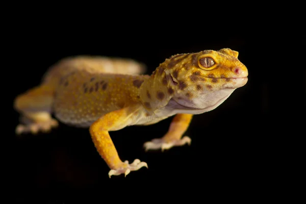 ヒョウ gecko ペット — ストック写真