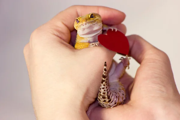 Leopar gecko evde beslenen hayvan